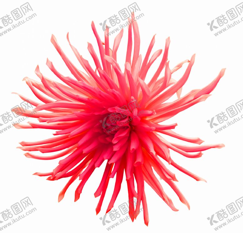 编号：75187009260531427810【酷图网】源文件下载-花素材