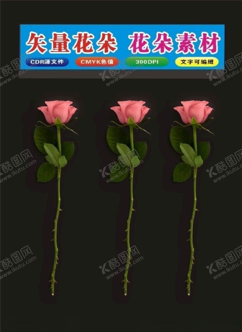 编号：61944107071645471827【酷图网】源文件下载-花朵玫瑰红色