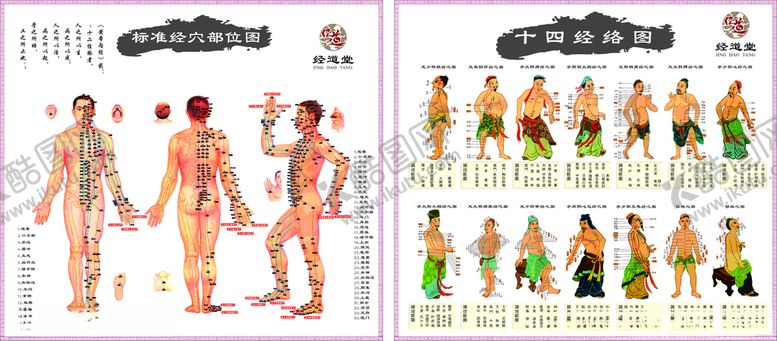 编号：60550804111053426308【酷图网】源文件下载-标准经穴部位图