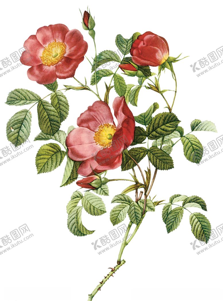 编号：14960605021834416859【酷图网】源文件下载-手绘玫瑰花朵png素材