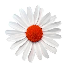 鲜花素材