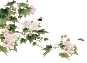 月季