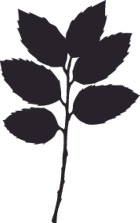 植物系列树叶