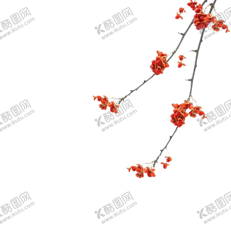 编号：61179110150843159824【酷图网】源文件下载-免抠背景干花枯花