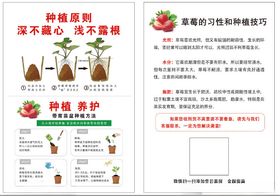 草莓种植方法技巧