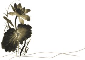 中国风荷叶荷花绘画