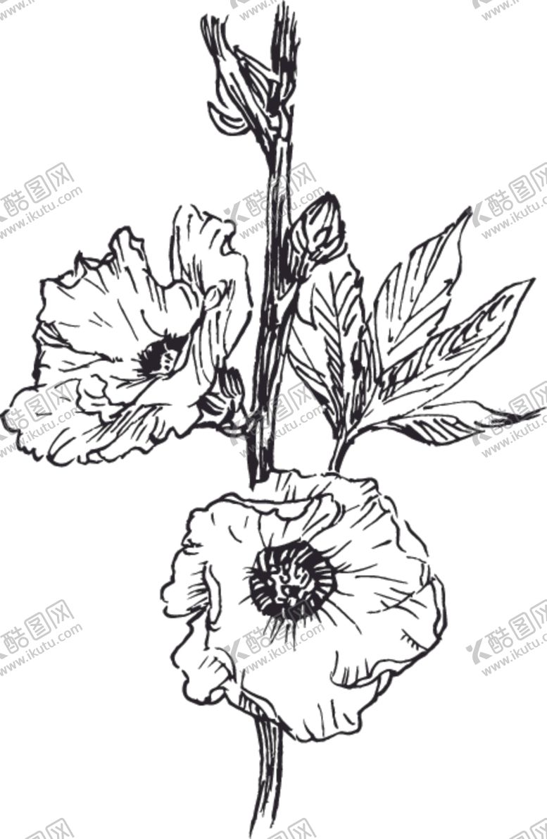 编号：59705209230332581972【酷图网】源文件下载-素描鲜花