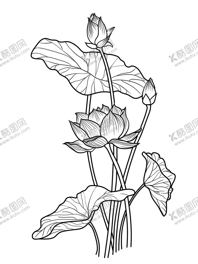 编号：88919203160553281029【酷图网】源文件下载-工笔荷花