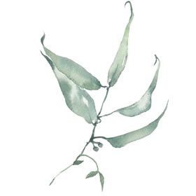小清新水彩植物