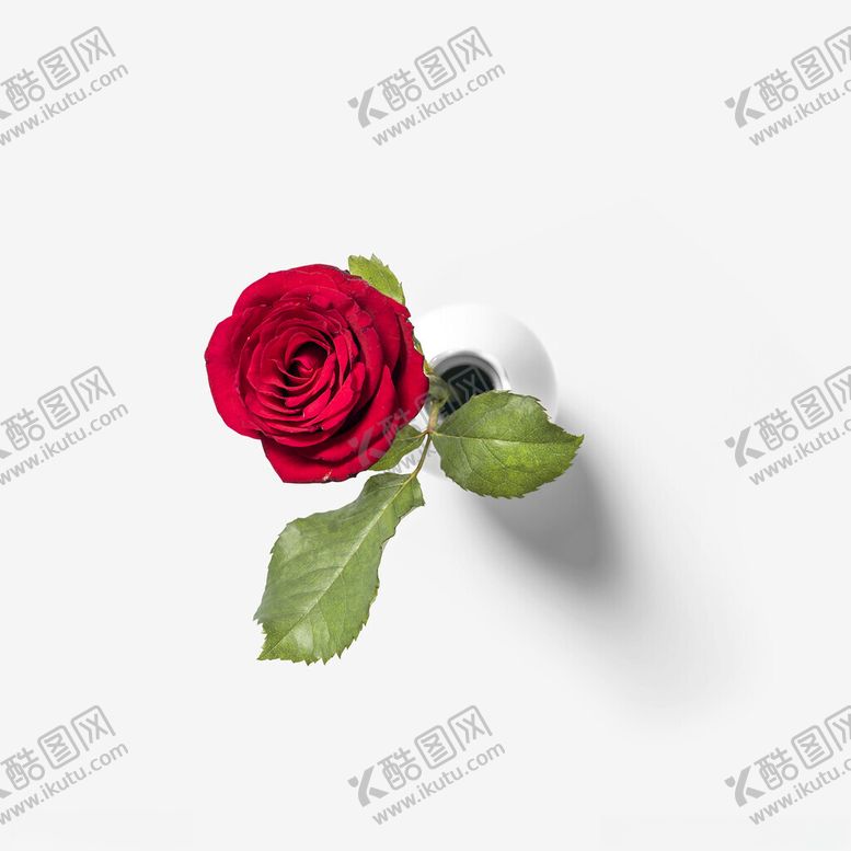 编号：95305702201453028872【酷图网】源文件下载-红玫瑰