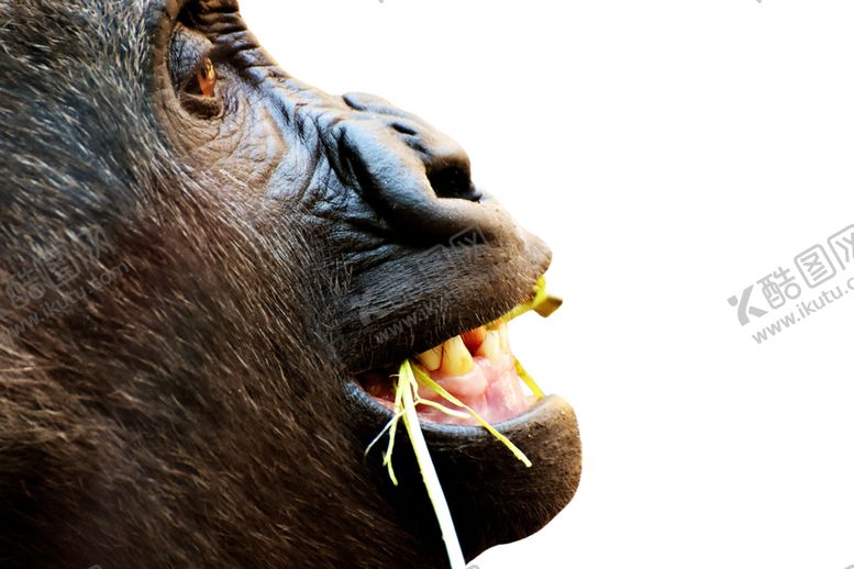 编号：62376610310332195431【酷图网】源文件下载-猴子