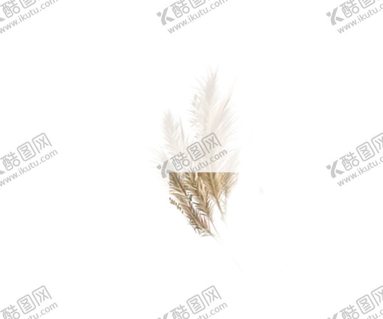 编号：53837909291105396830【酷图网】源文件下载-芦苇