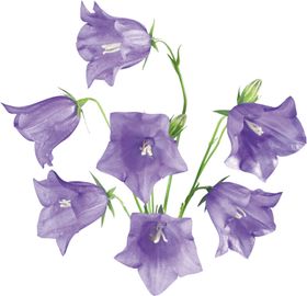免扣风铃草元素图片