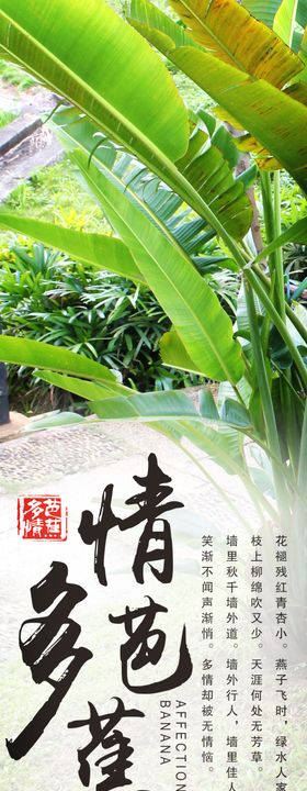 香蕉叶