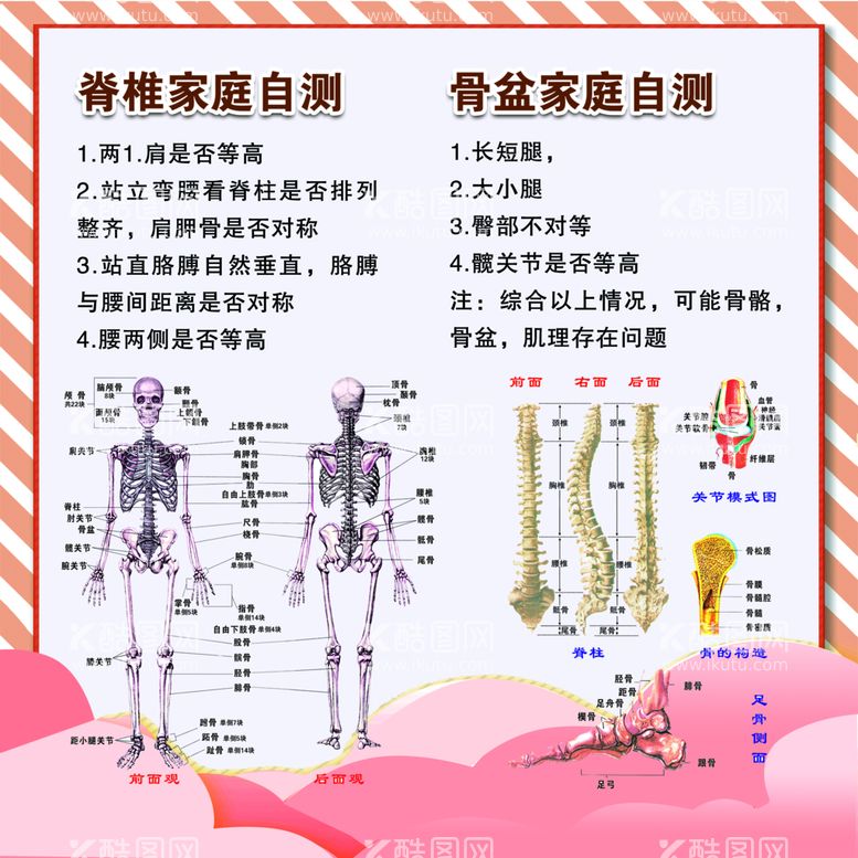 编号：19004511150135327327【酷图网】源文件下载-盆骨