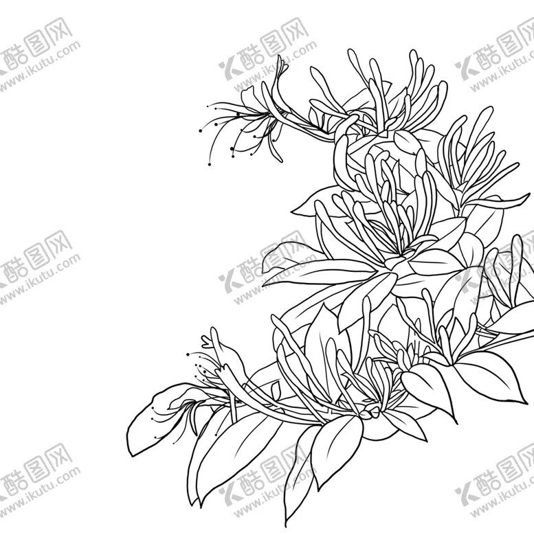编号：54859302151441564006【酷图网】源文件下载-金银花 