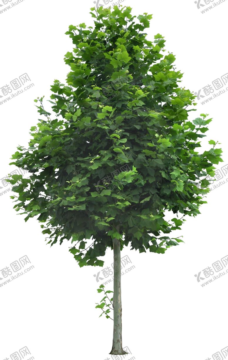 编号：26124806302237074747【酷图网】源文件下载-免扣植物树木素材图片