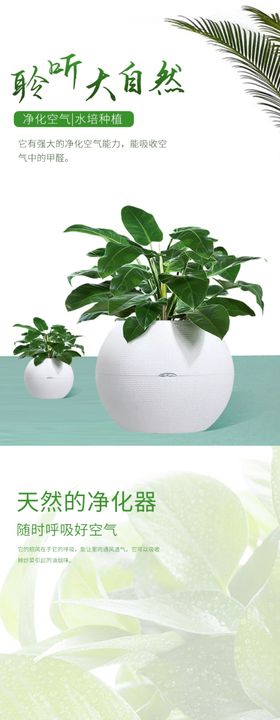 绿植详情