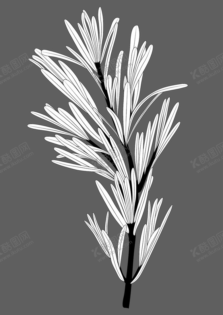 编号：71823909150633268169【酷图网】源文件下载-迷迭香香草迭迷香