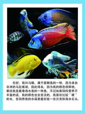 鱼观赏鱼介绍