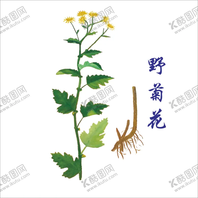 编号：80217403281538488257【酷图网】源文件下载-草本植物药材