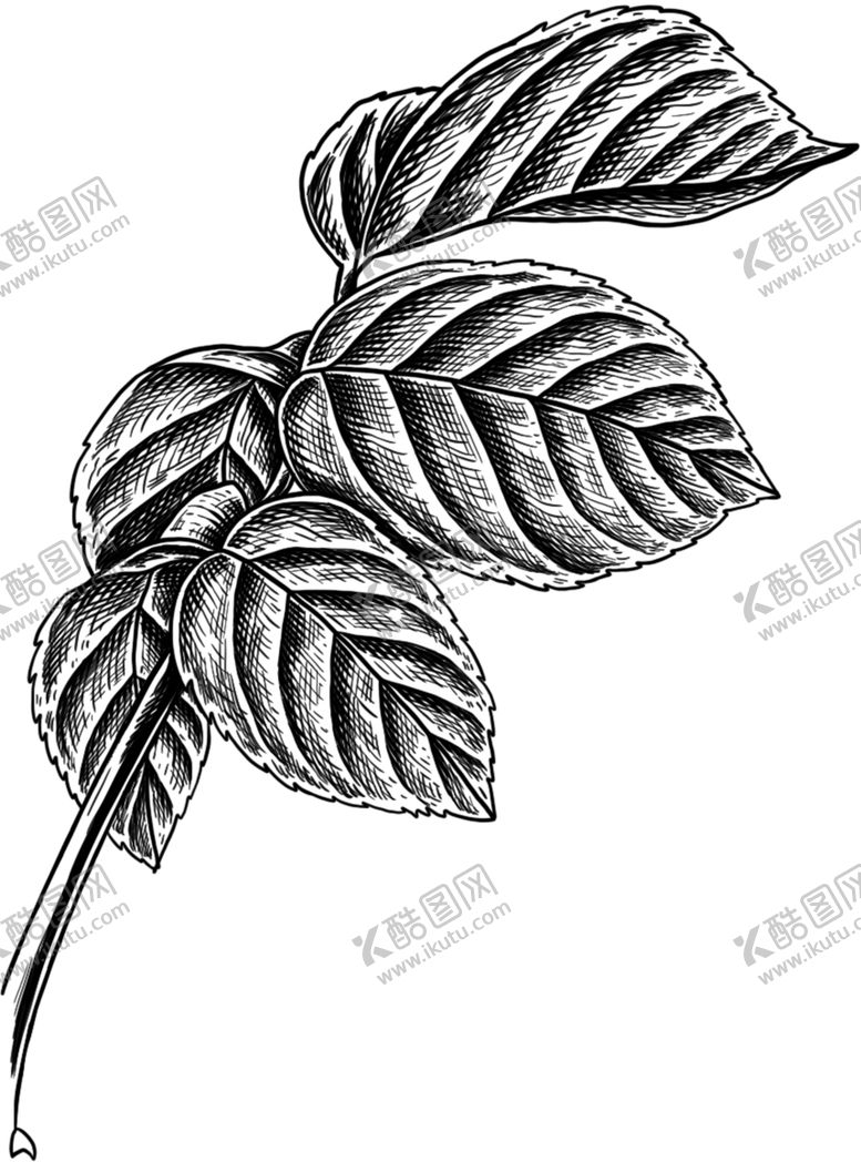编号：67320509282332315945【酷图网】源文件下载-叶子素描