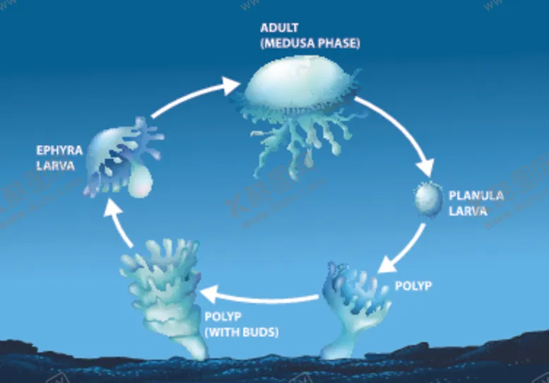 编号：10874109111800085812【酷图网】源文件下载-水母生命周期图