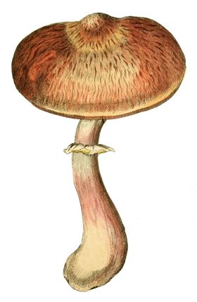 蘑菇乱花图案