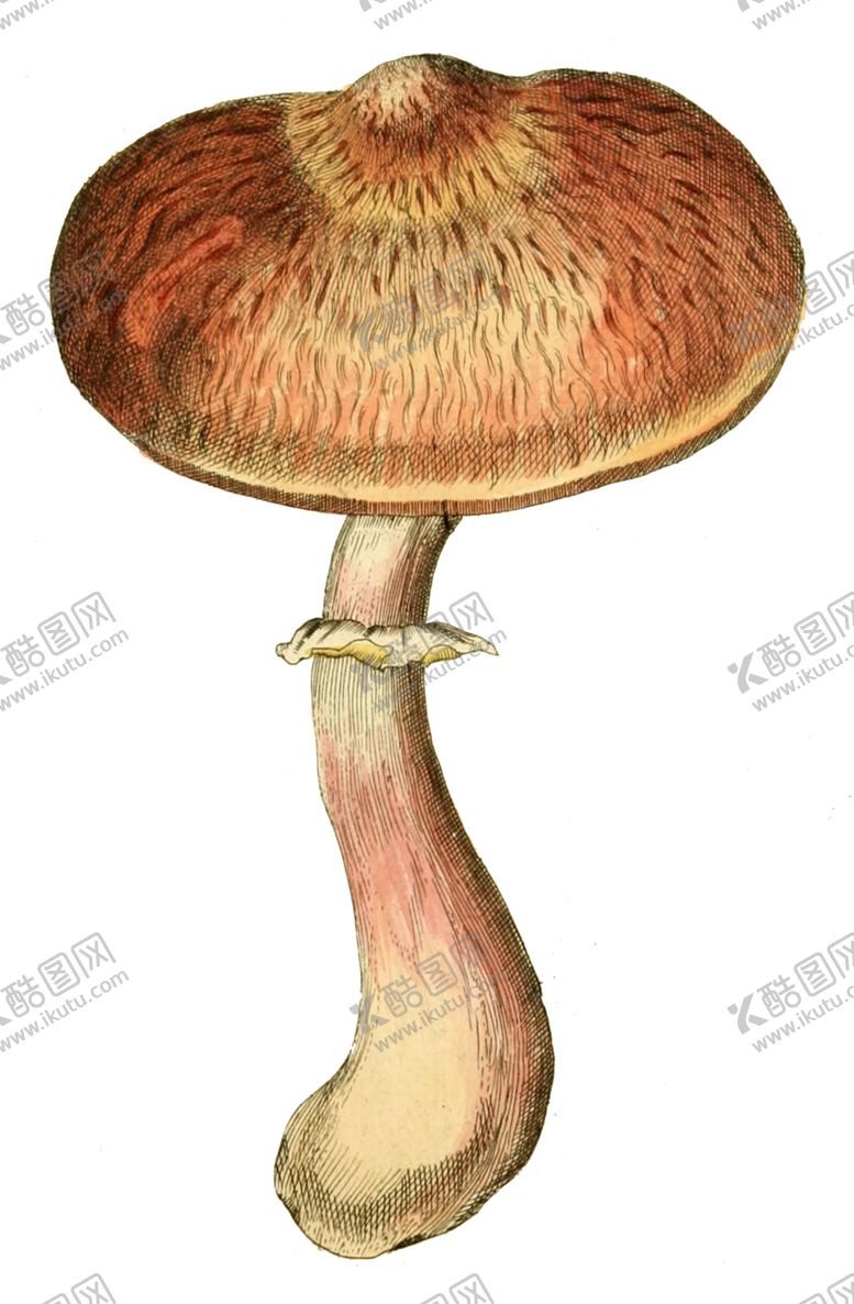 编号：30975706240554389940【酷图网】源文件下载-复古蘑菇植物图案