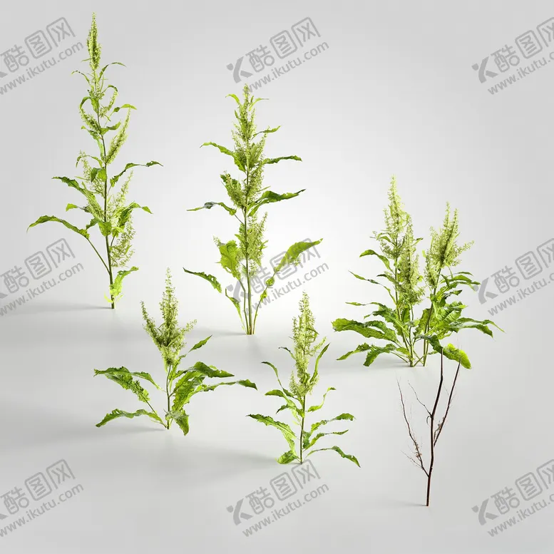 编号：93254402170929049735【酷图网】源文件下载-C4D模型绿色植物
