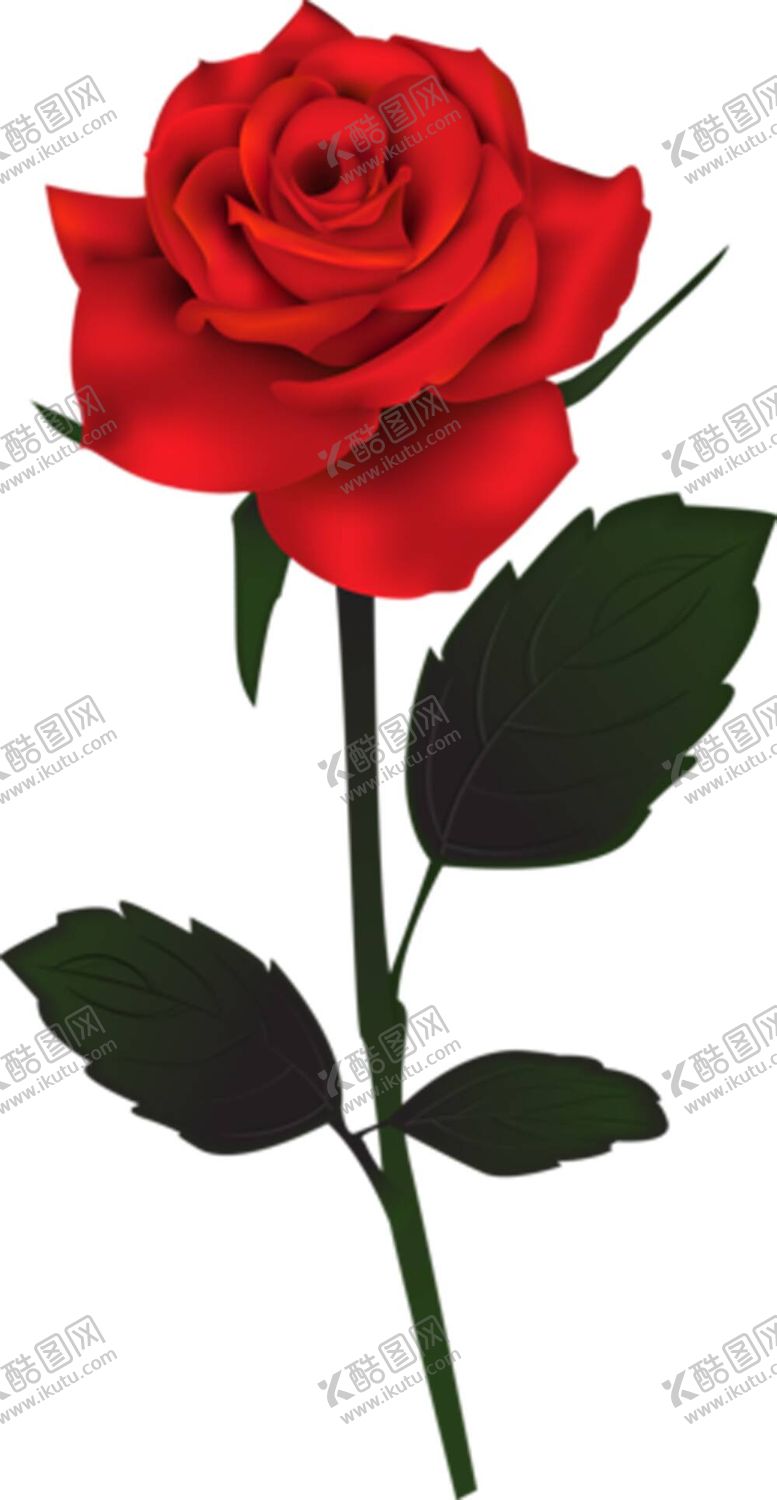 编号：39108409240442177216【酷图网】源文件下载-玫瑰花