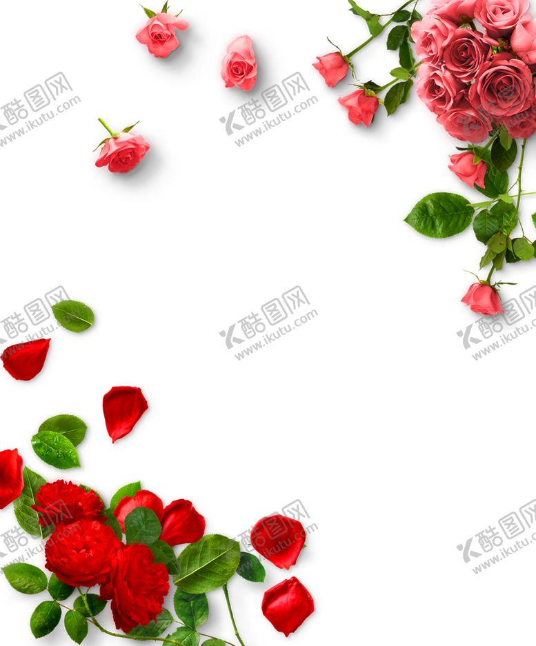 编号：57139405171638207238【酷图网】源文件下载-玫瑰花