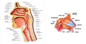 耳鼻喉科普