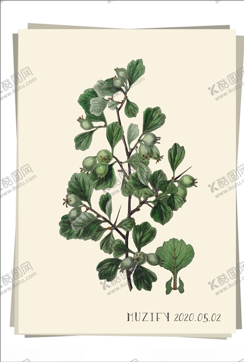 山楂树植物图鉴画册青画稿