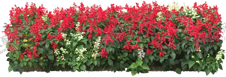 编号：82827210092252073021【酷图网】源文件下载-矮花卉
