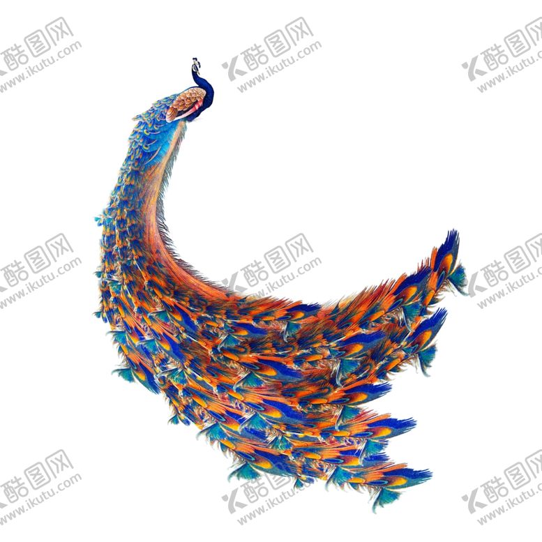 编号：20524209251859277557【酷图网】源文件下载-孔雀