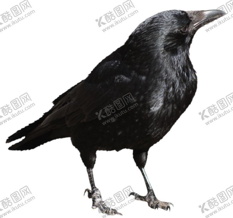 编号：57657205071527176239【酷图网】源文件下载-乌鸦