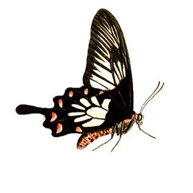 蝴蝶透明PNG免扣