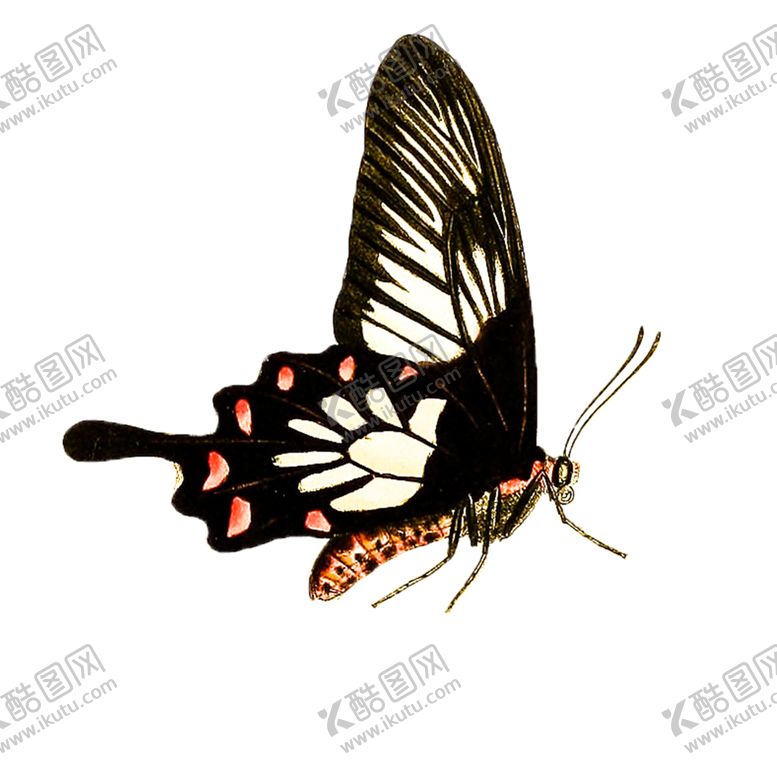 编号：64410405041605349135【酷图网】源文件下载-蝴蝶透明PNG免扣
