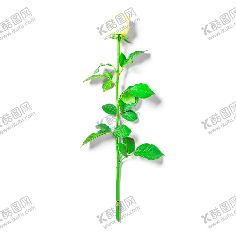 编号：39329106240934366145【酷图网】源文件下载-花素材