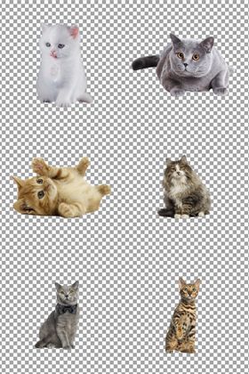 可爱猫咪