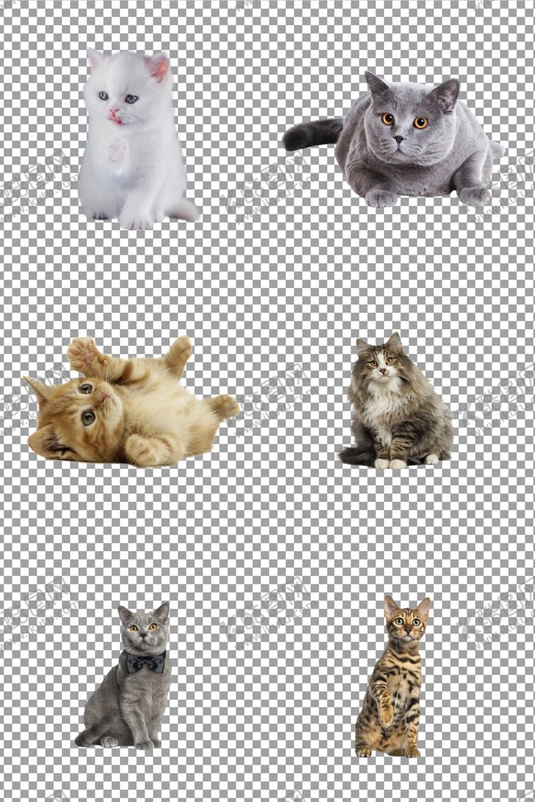 编号：51165406240948047438【酷图网】源文件下载-可爱猫咪