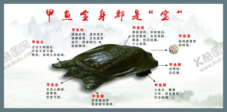 编号：60482701312243398513【酷图网】源文件下载-甲鱼全身是宝