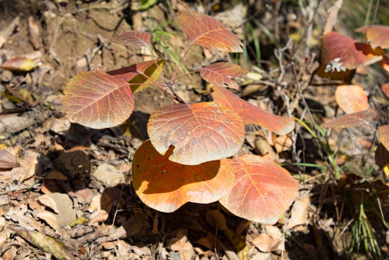 编号：35031909221642553123【酷图网】源文件下载-红叶