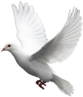 鸽子