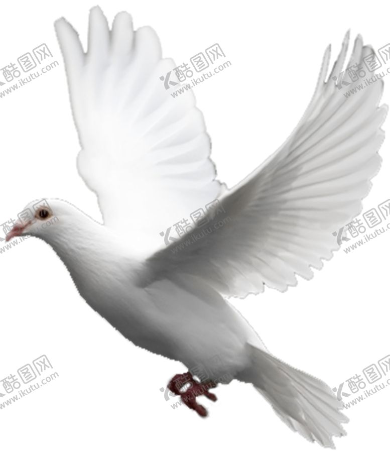 编号：34052805161559169096【酷图网】源文件下载-鸽子