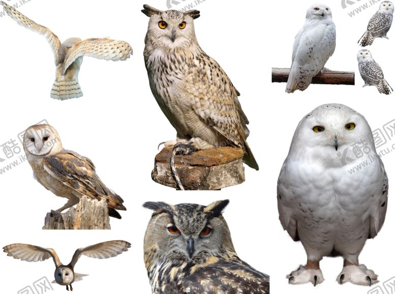 编号：95365510110407557904【酷图网】源文件下载-猫头鹰png免扣高清素材
