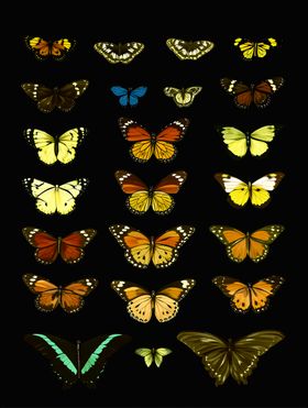 多彩蝴蝶集合展示