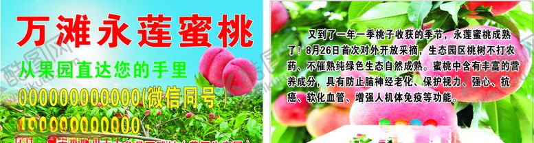 编号：55472910181528536430【酷图网】源文件下载-采摘桃子