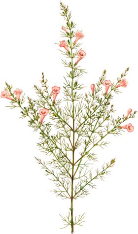 手绘花草植物素材图片